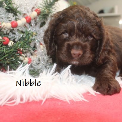 puppy, for, sale, Cocker Spaniel, Joe & Cherri  Overlease, dog, breeder, Miller, MO, dog-breeder, puppy-for-sale, forsale, nearby, find, puppyfind, locator, puppylocator, aca